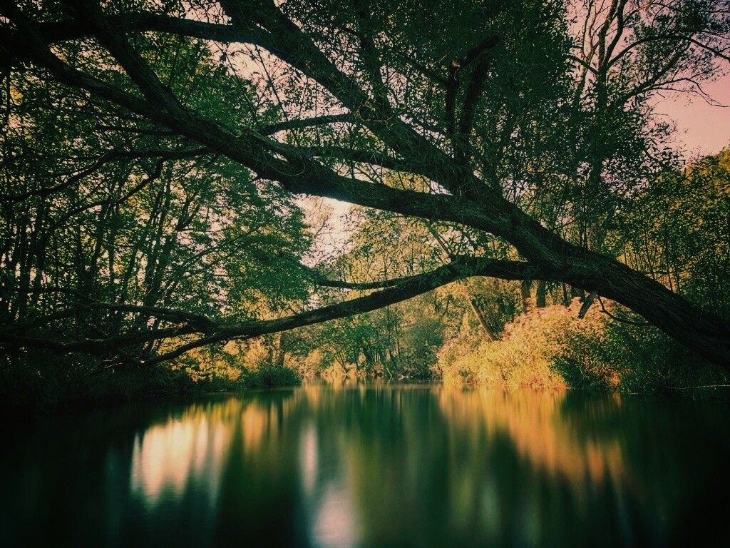 Спокойная лесная река обои