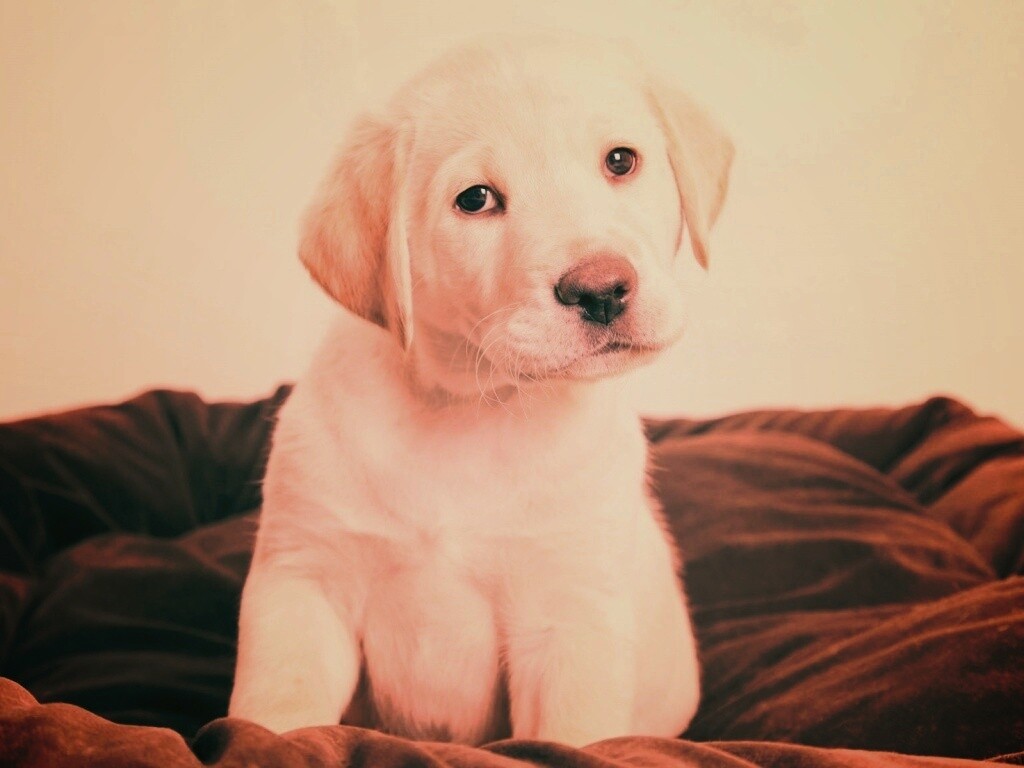 Маленький щеночек обои