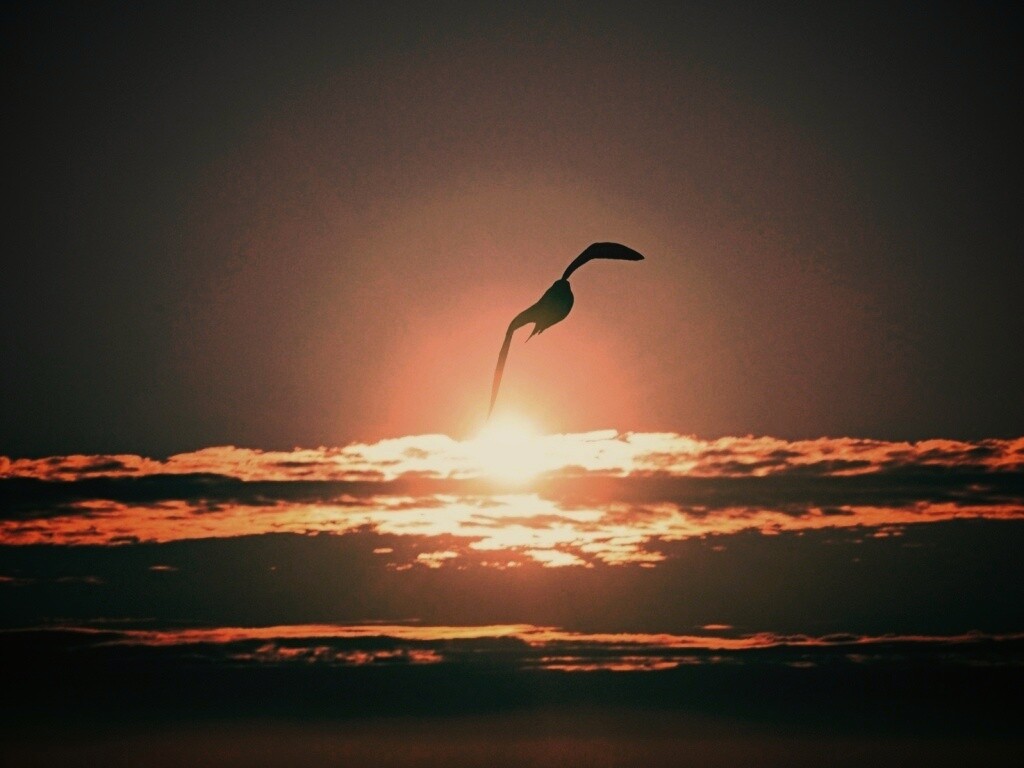 Морская чайка обои