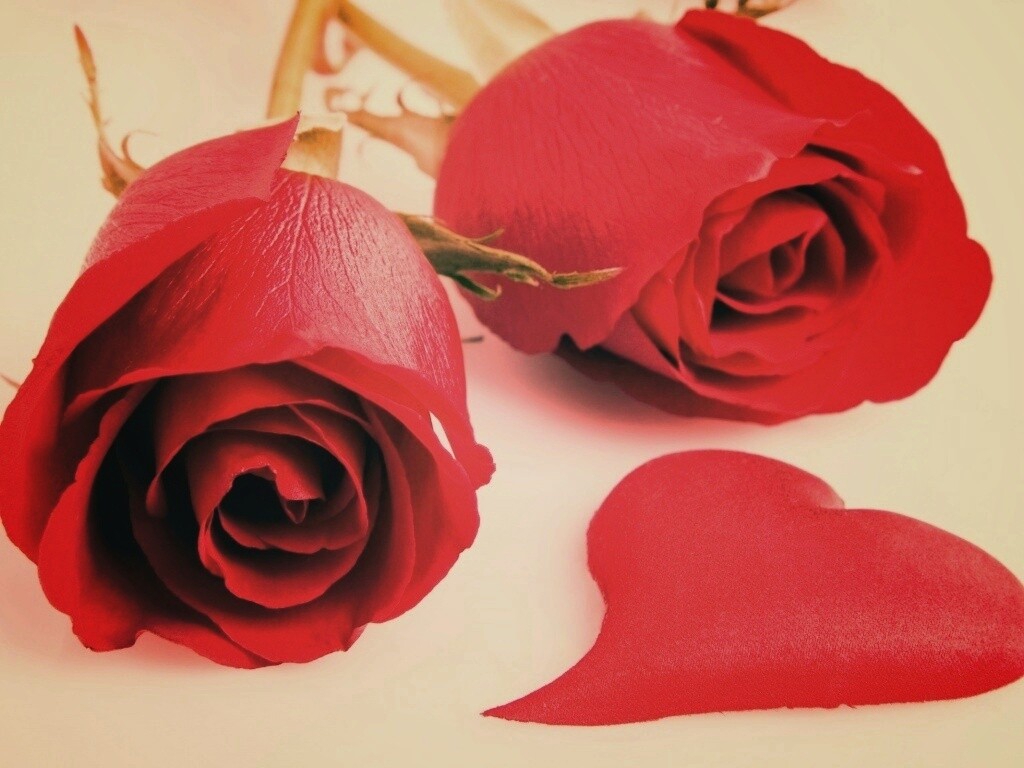 Две красные розы обои