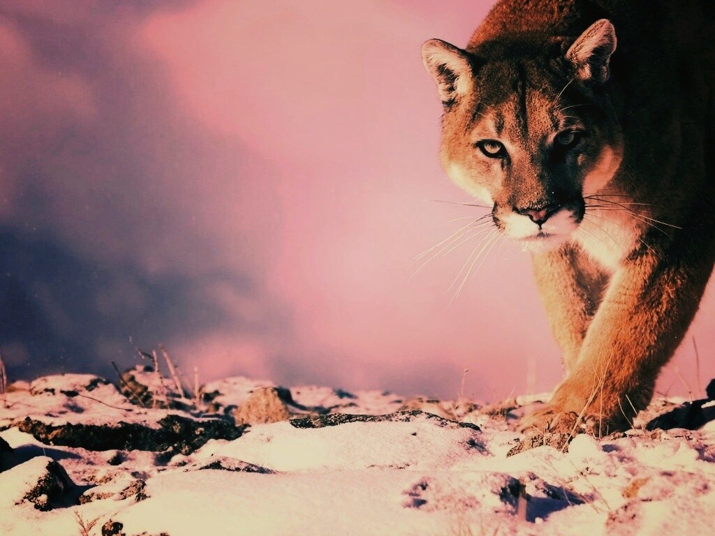 Пума с грозным взглядом обои