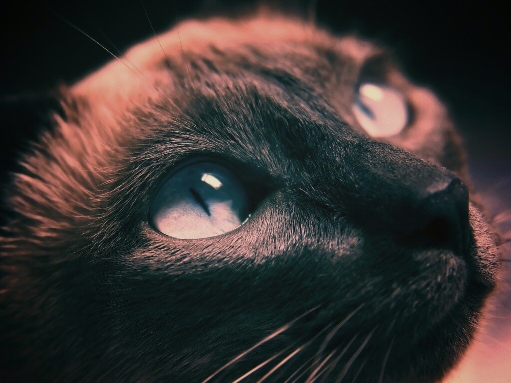 Кот с голубыми глазами обои