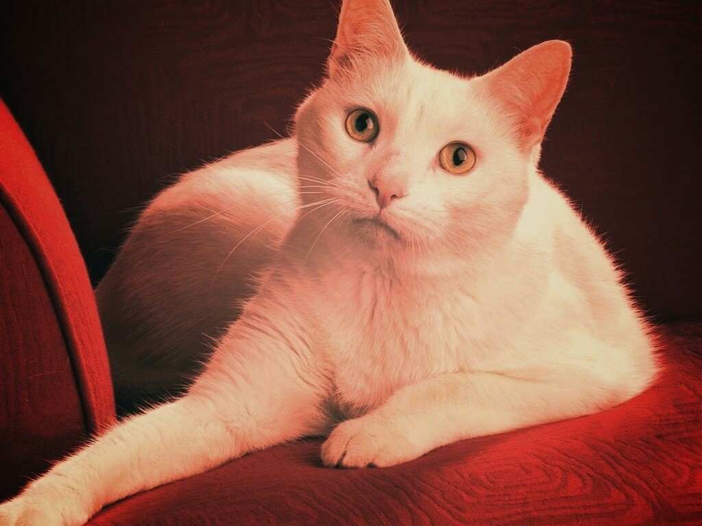 Белой кот на красном диване обои
