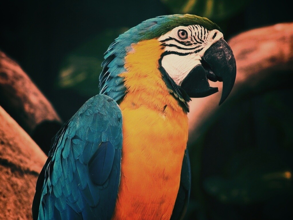 Разноцветынй попугай обои