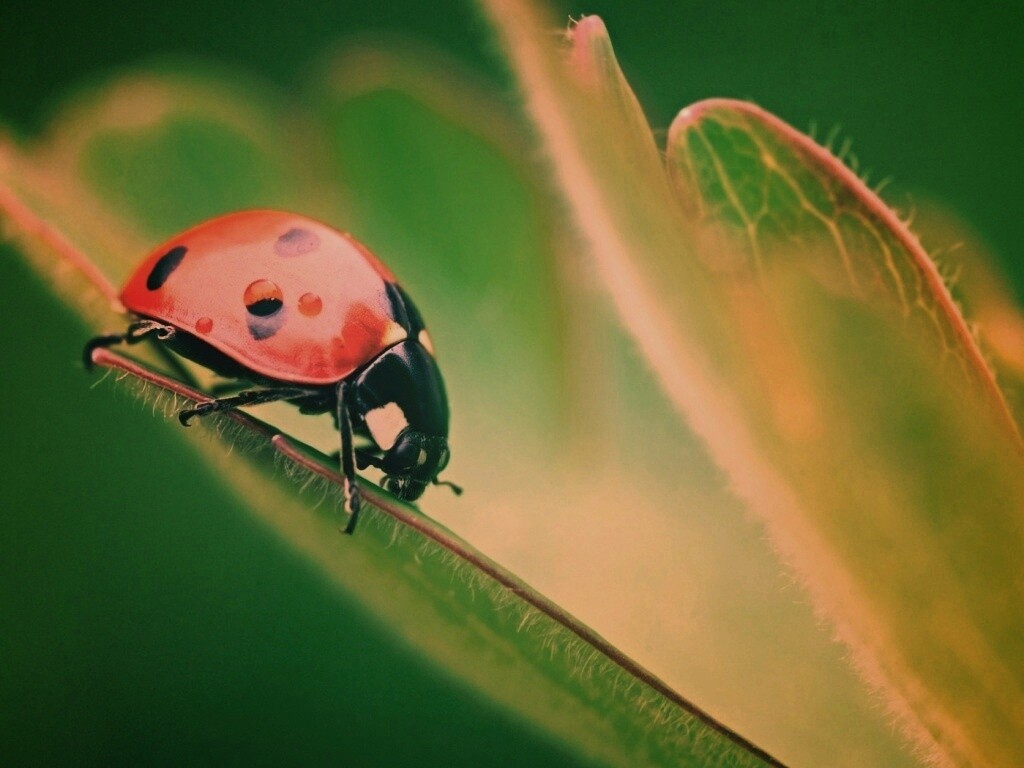 Божья коровка обои