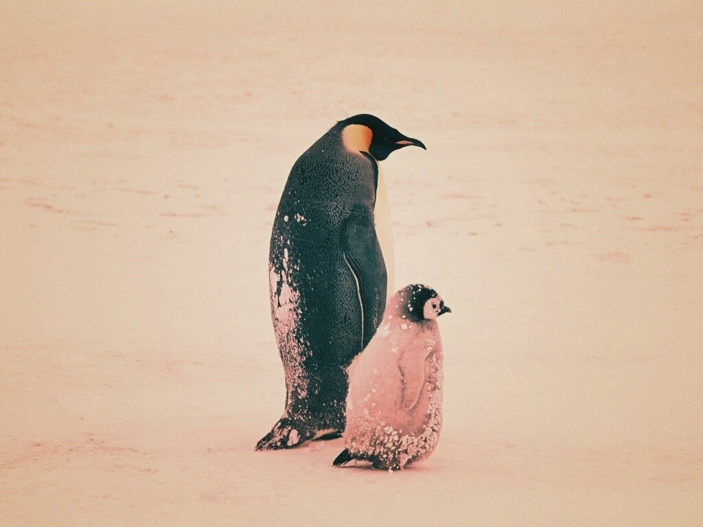 Пингвин с птенцом обои