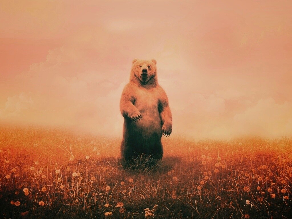 Медведь в одуванчиковом поле обои