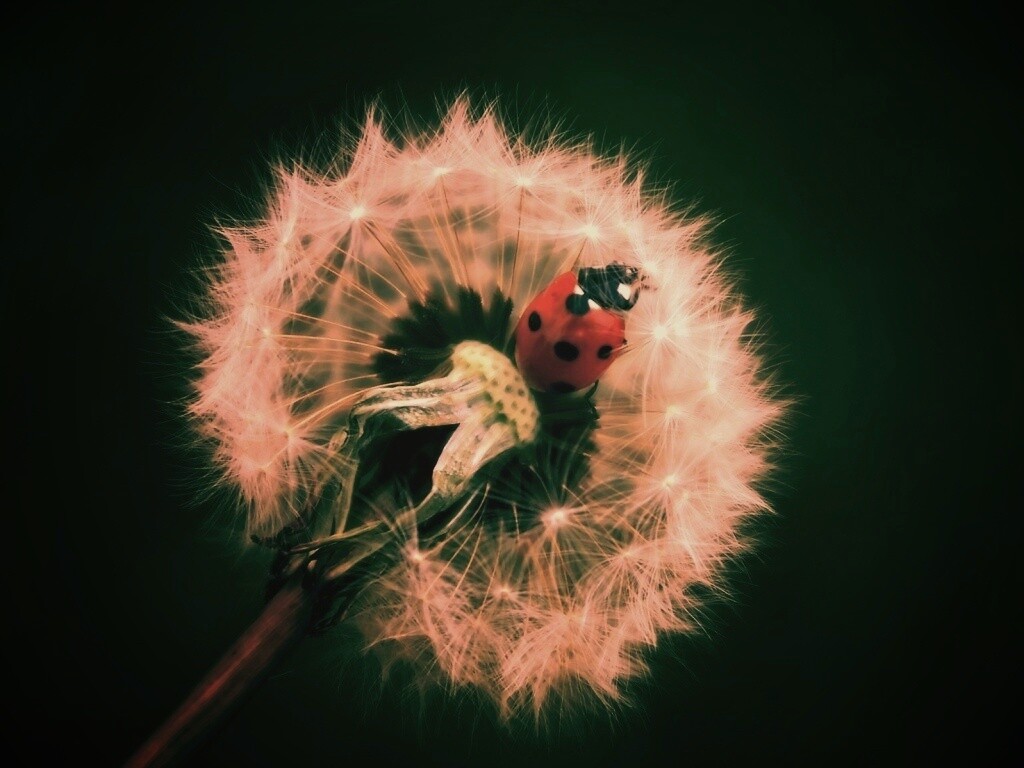 Божья коровка на одуванчике обои