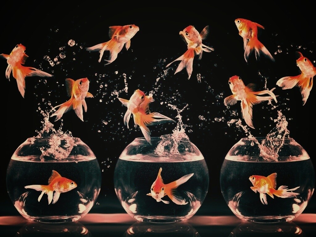 Аквариумы жонглируют рыбами обои