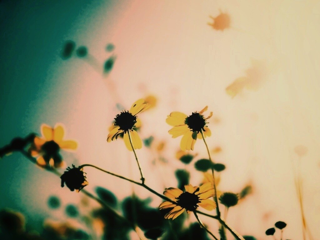 Жёлтые цветочки обои