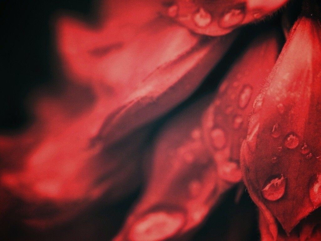 Лепестки обои