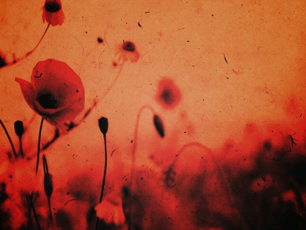 Кровавые цветы в стиле ретро обои