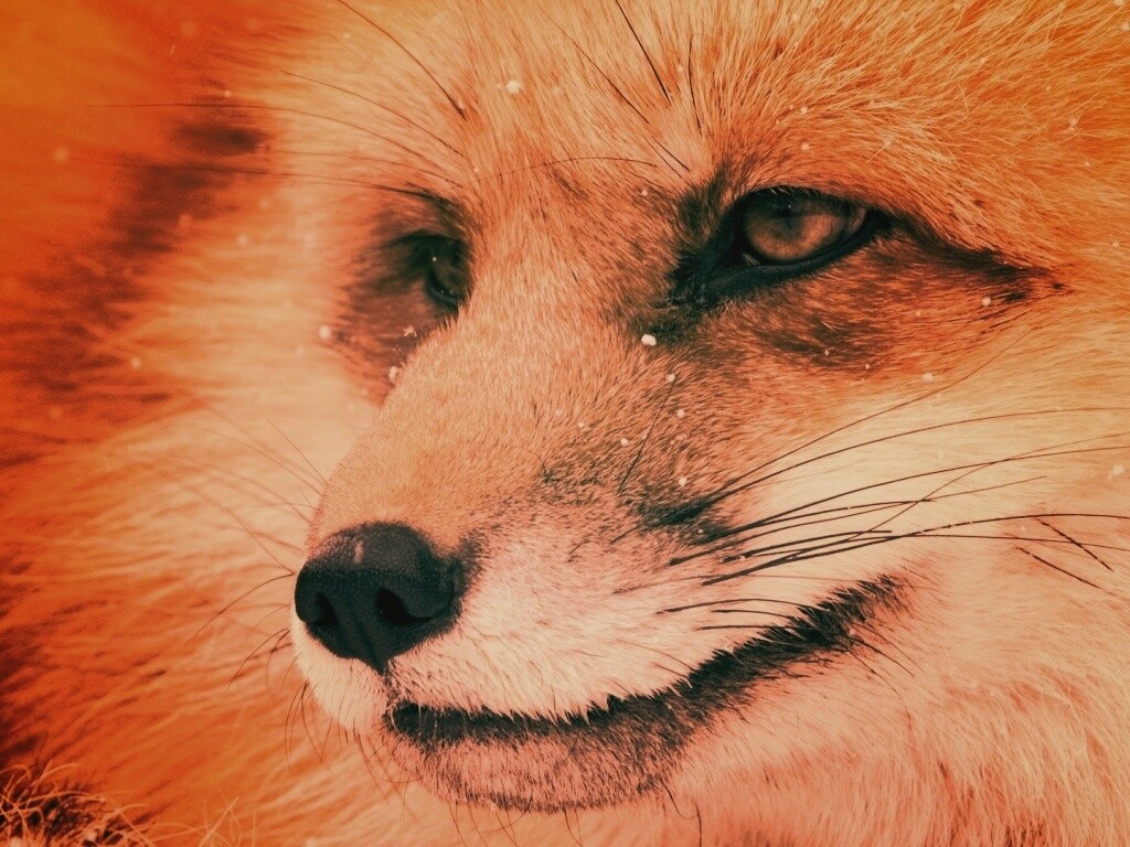 Морда рыжей лисы обои