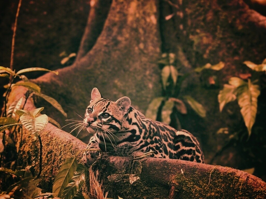 Оцелот обои