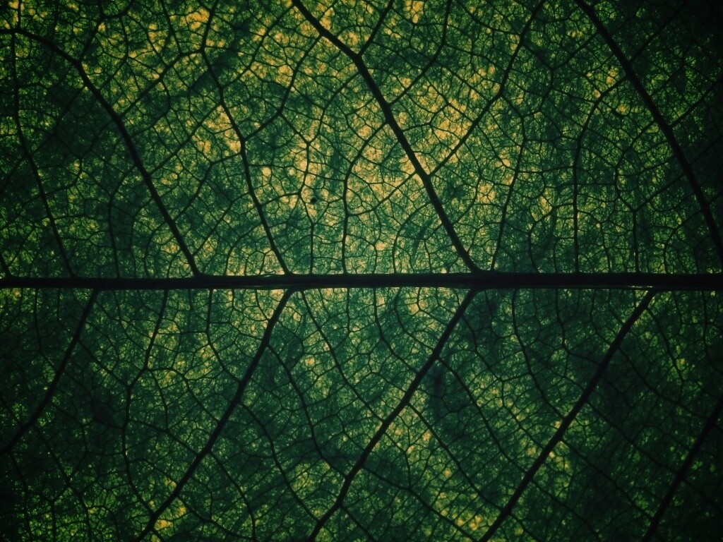 Свечение зеленого листа в макро обои