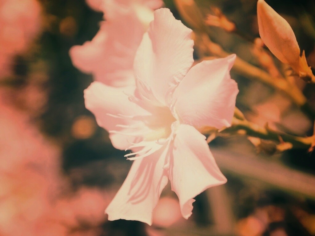 Эухарис, амазонская лилия обои