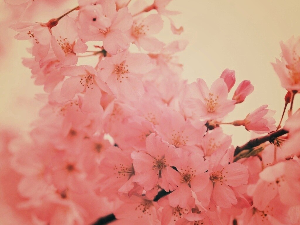 Цветение вишни обои