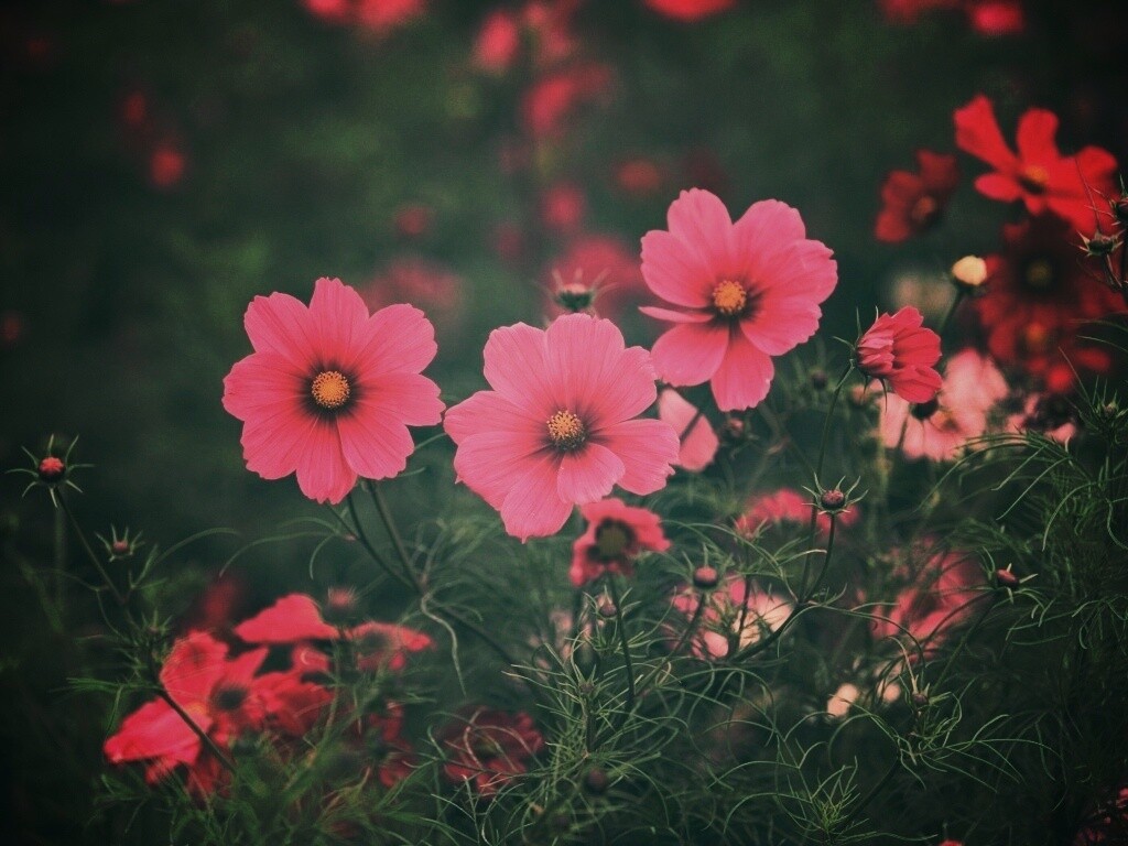 Яркие розовые цветы обои