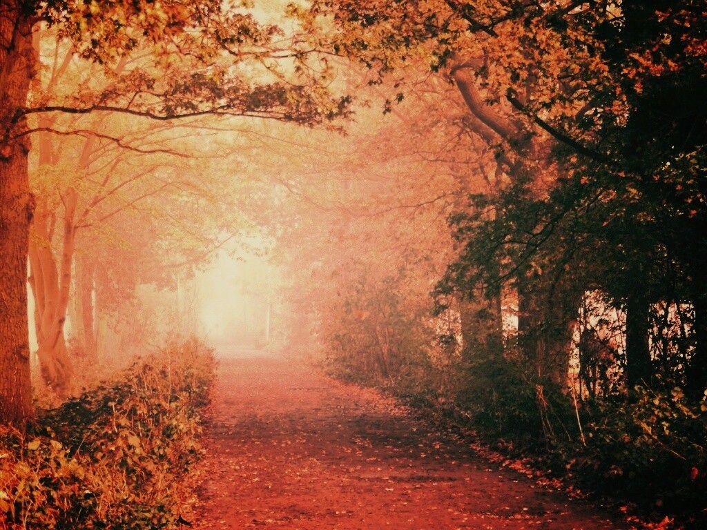 Парковая дорожка обои