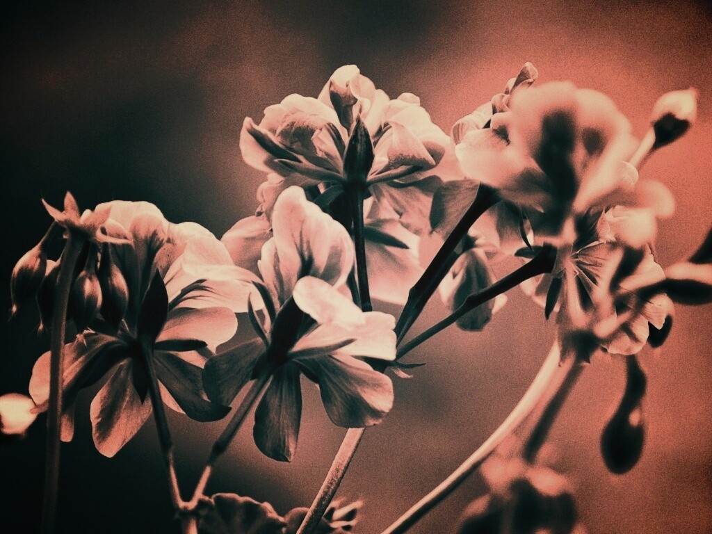 Чёрно-белое фото цветов обои