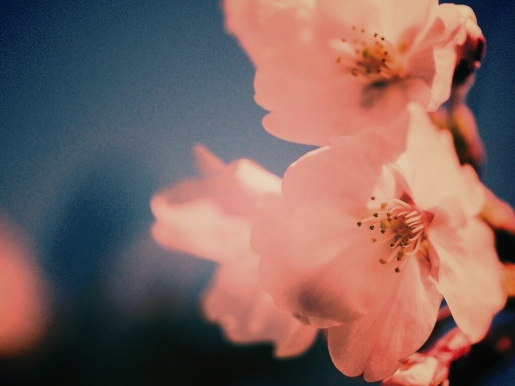 Нежные белые цветы обои