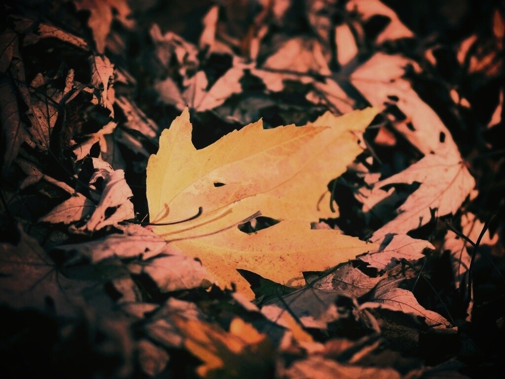 Мёртвая листва обои