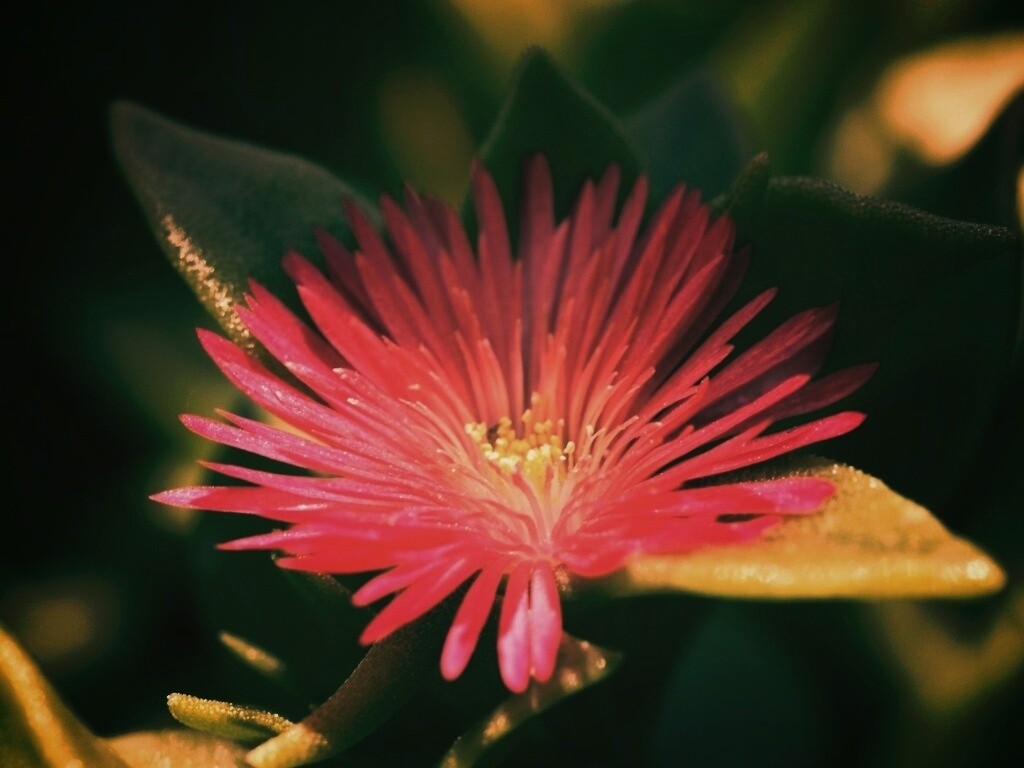 Чудесный цветок обои