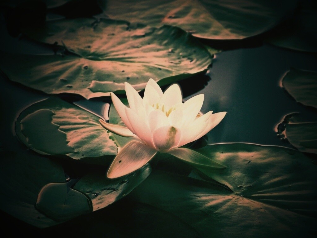 Кувшинка обои