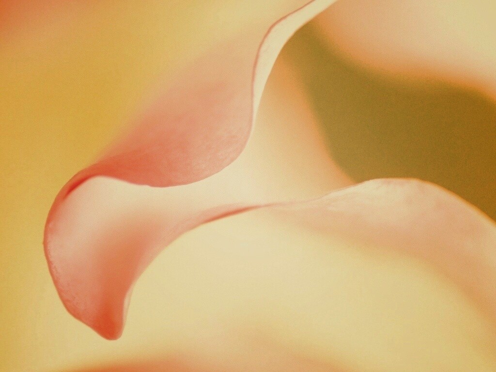 Оттенки природы обои