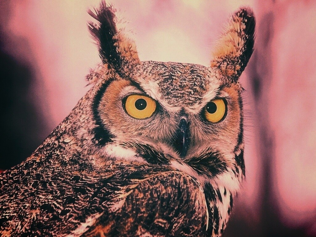 Орлиная сова обои
