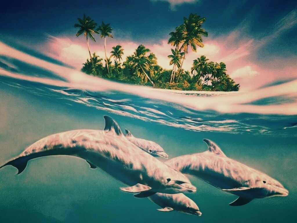 Остров дельфинов обои