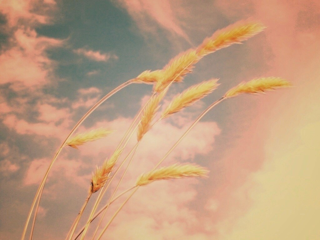 Колосья обои