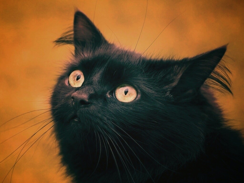 Чёрный котик с зелёными глазками обои
