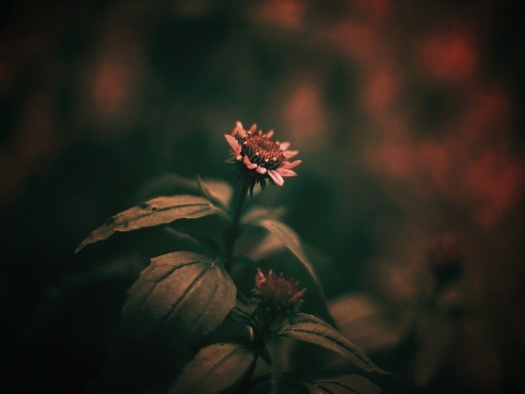 Фотография цветка обои