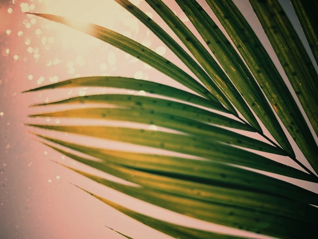 Солнце просвечивает сквозь пальмовый лист обои