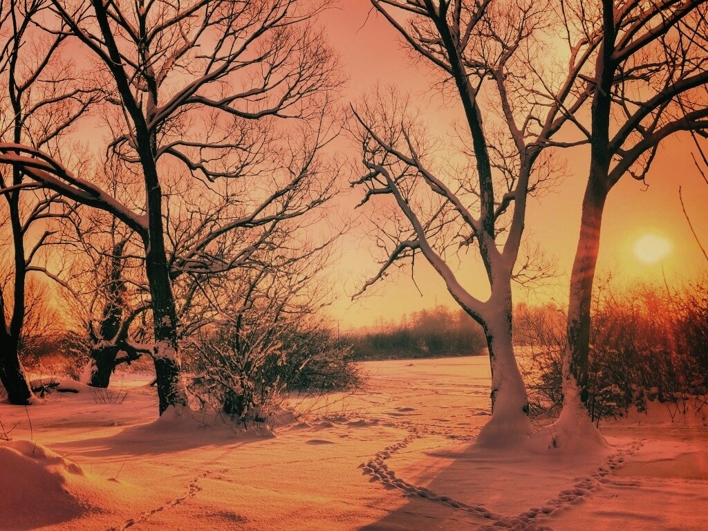 Солнечный свет в зимнем лесу обои