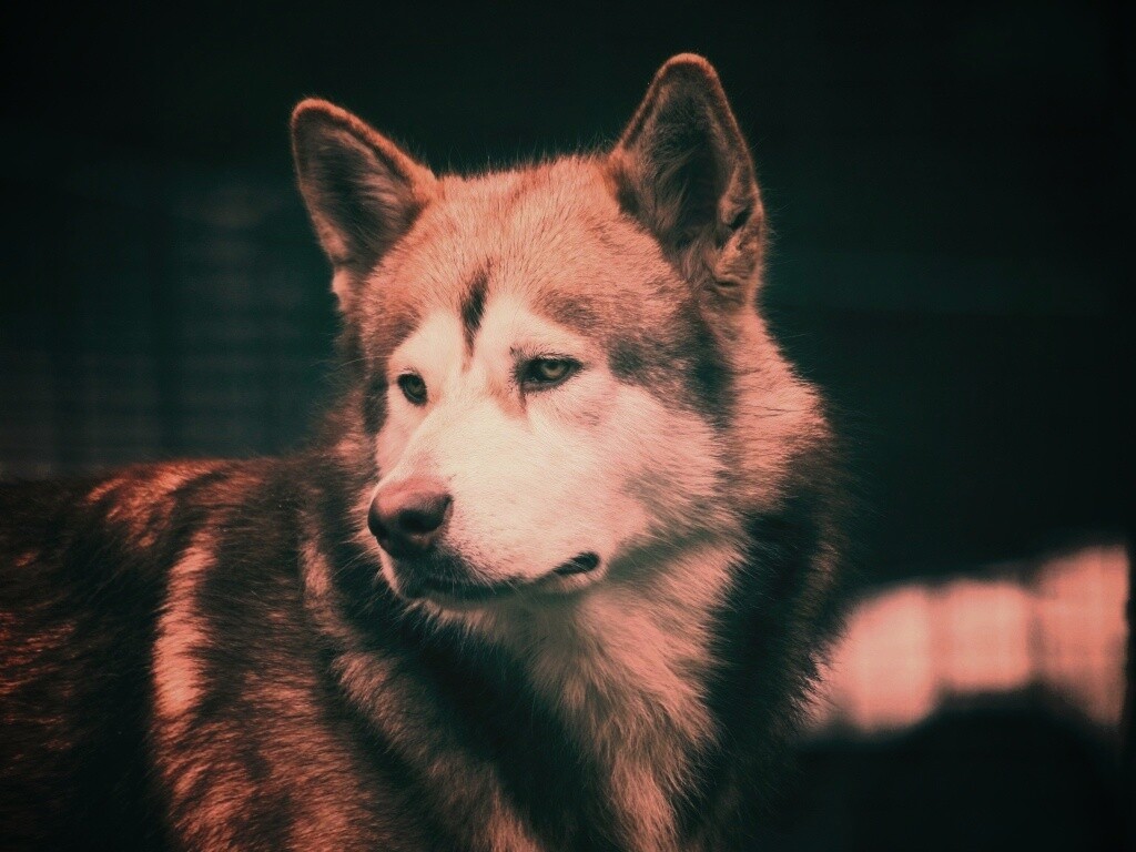 Собака с грустным взглядом обои