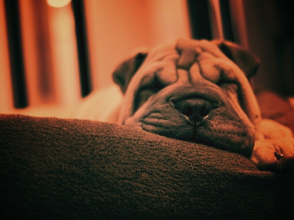 Щенок шарпея спит обои