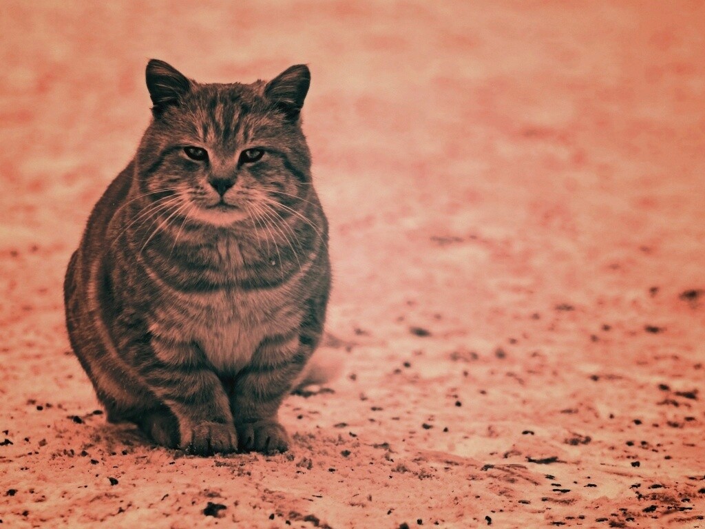 Тяжелый взгляд котэ обои