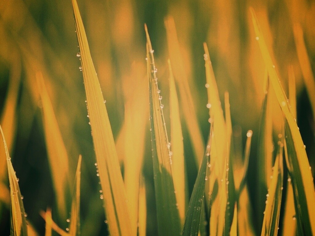 Яркая зеленая трава обои