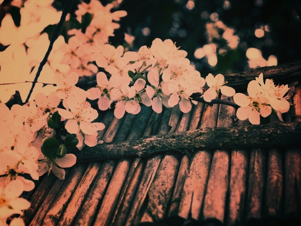 Веточка цветущей вишни обои