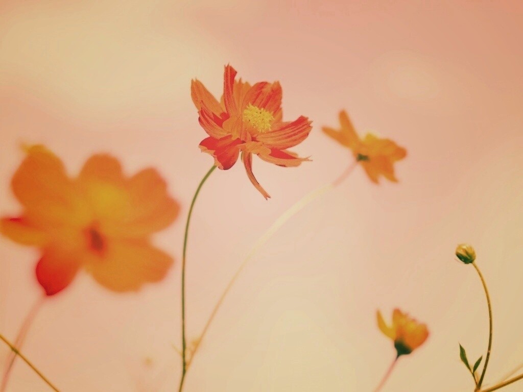 Летние цветы на фоне неба обои