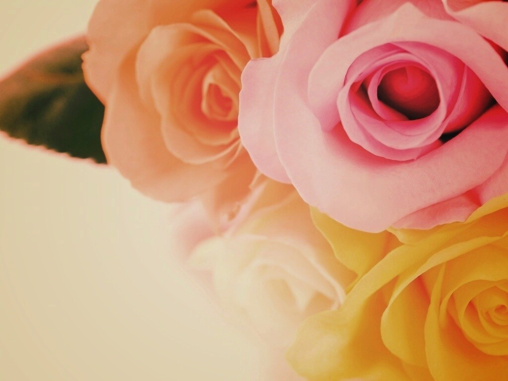 Букет разноцветных роз обои