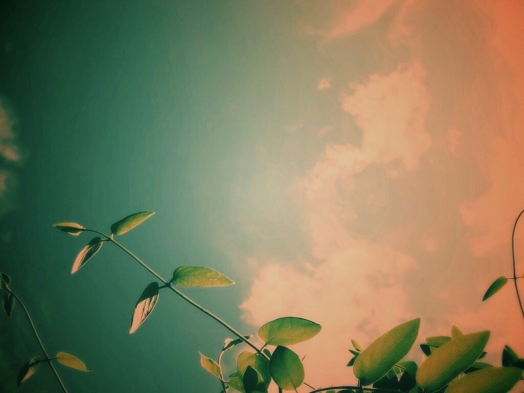 Веточки на фоне неба обои