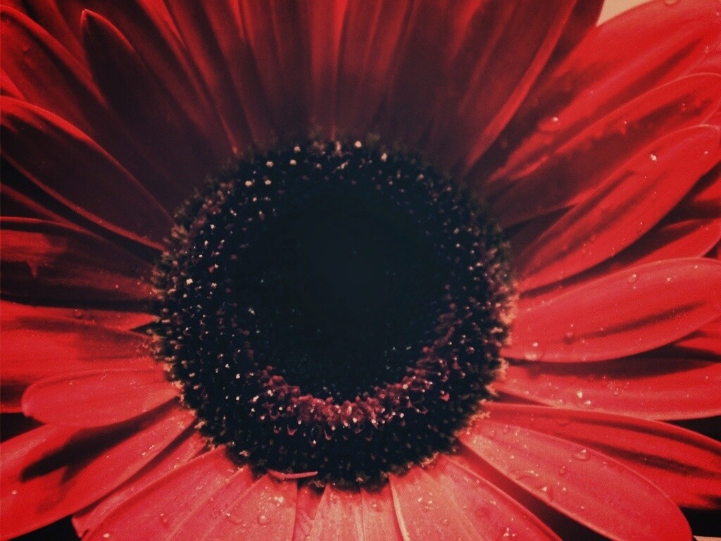 Красная гербера обои