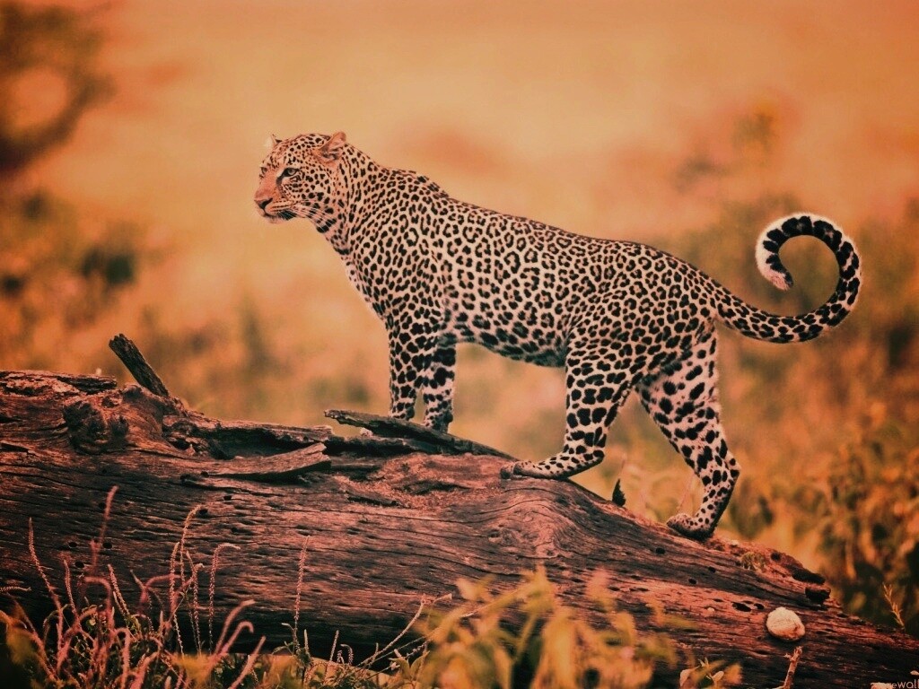 Леопард на природе обои