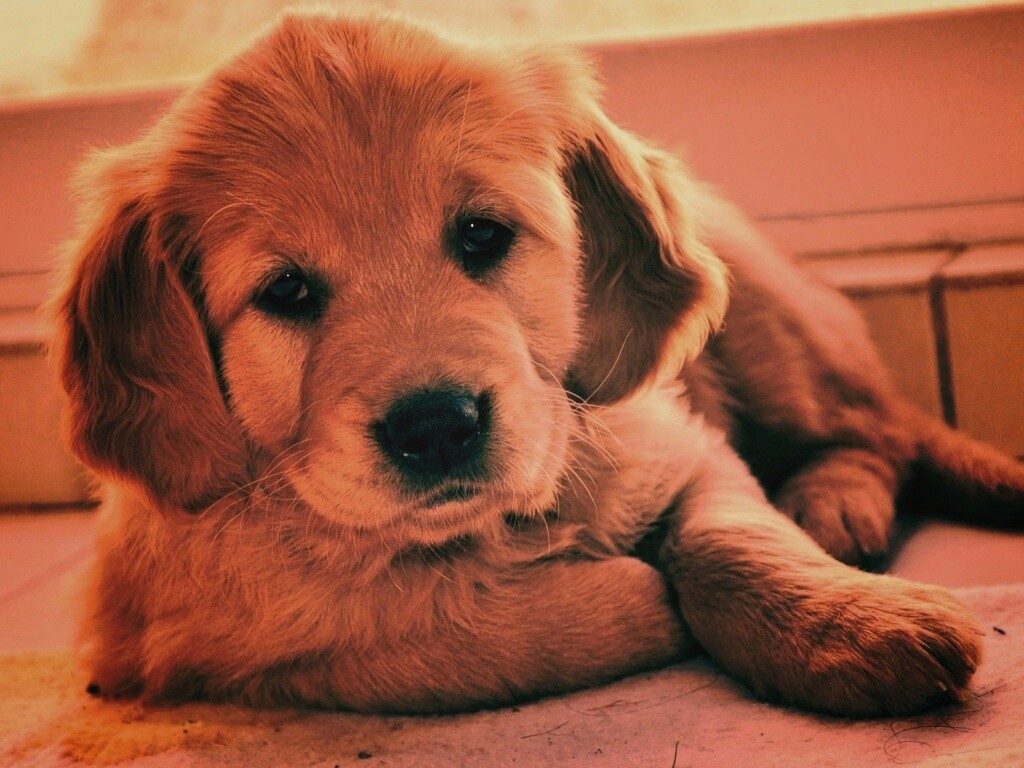 Сонный щенок лабрадора обои