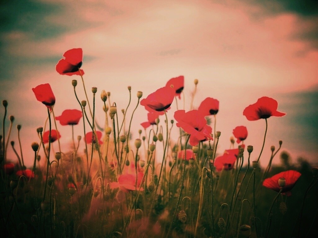 Цветущие маки обои