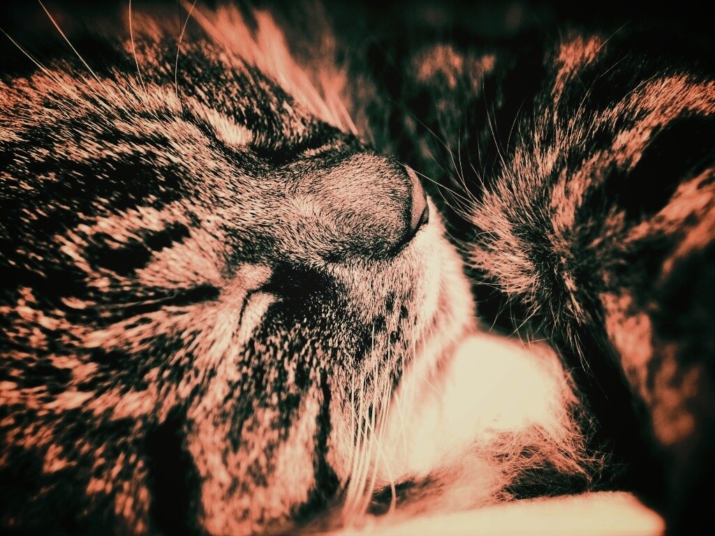 Пушистый кошара обои