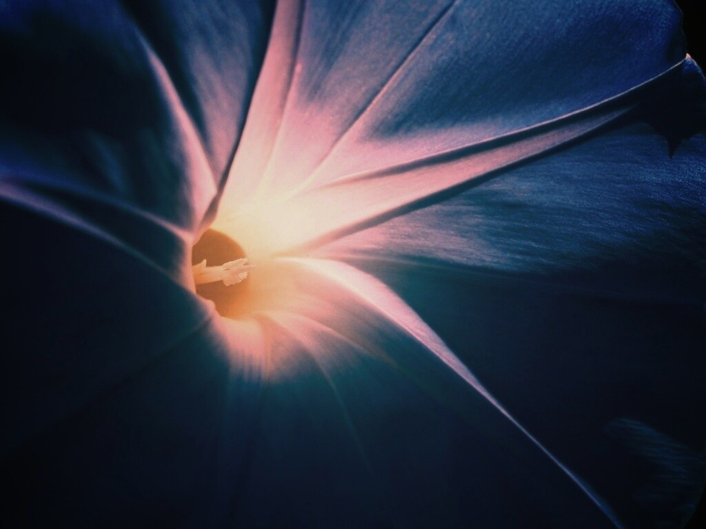 Нежный голубой цветок обои